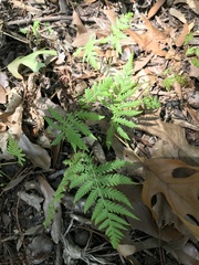 Athyrium asplenioides