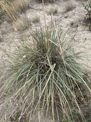 Psathyrostachys juncea