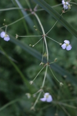Alisma plantago-aquatica