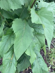 Silphium