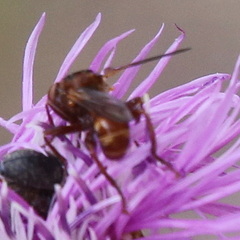 Sicus ferrugineus