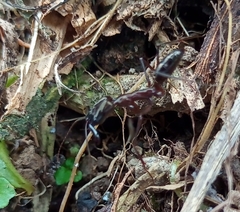 Odontomachus chelifer