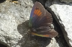 Erebia tyndarus