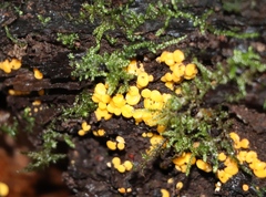 Calycina citrina