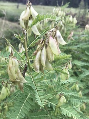 Astragalus penduliflorus