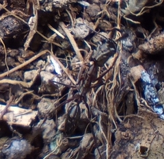 Odontomachus chelifer