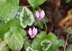 Cyclamen purpurascens