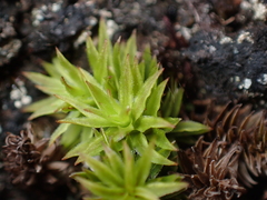 Polytrichaceae