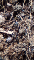 Odontomachus chelifer