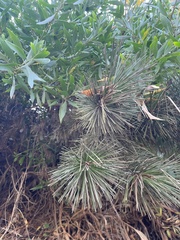 Pinus halepensis