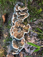 Trametes