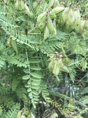 Astragalus penduliflorus