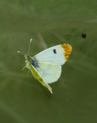 Anthocharis euphenoides