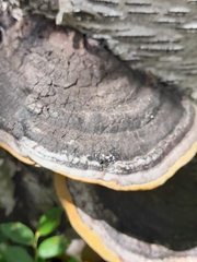 Phellinus nigricans