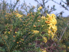 Euryops virgineus