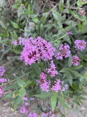 Centranthus ruber