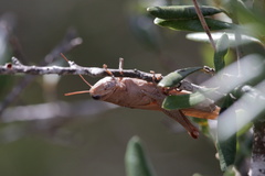 Schistocerca rubiginosa