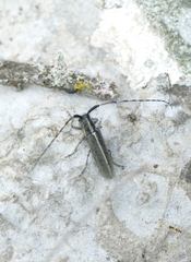 Agapanthia suturalis