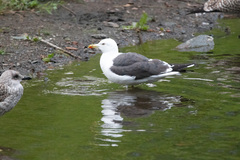 Larus fuscus