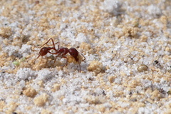 Pogonomyrmex badius