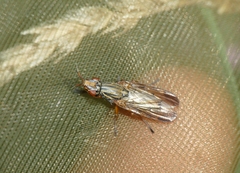 Dorycera graminum