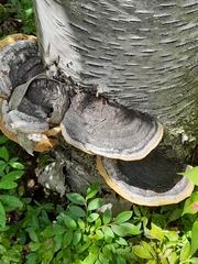Phellinus nigricans