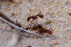 Pogonomyrmex badius