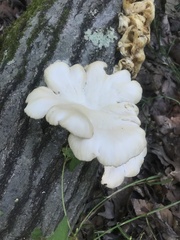 Pleurotus populinus
