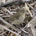 Gray Warbler-Finch - Photo (c) anonymous, some rights reserved (CC BY-SA)