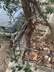 Blepharocalyx salicifolius