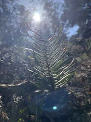 Polystichum munitum