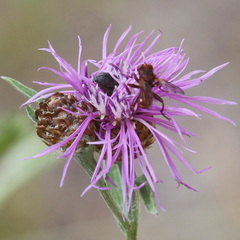 Sicus ferrugineus
