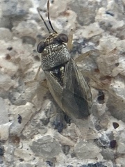 Geocoris