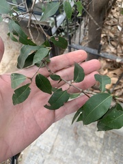 Blepharocalyx salicifolius