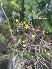 Lactuca virosa