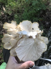 Pleurotus populinus