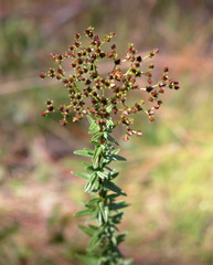 Hypericum cistifolium