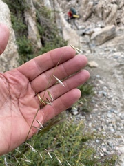 Melica stricta