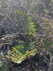 Polystichum munitum