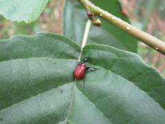 Apoderus coryli