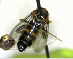 Toxomerus occidentalis