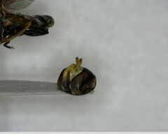 Toxomerus occidentalis