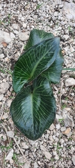 Arum pictum