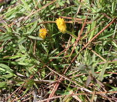 Polygala lutea