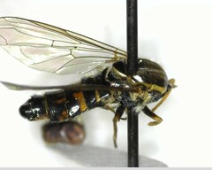 Toxomerus occidentalis