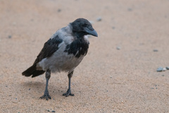Corvus cornix