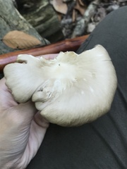 Pleurotus populinus