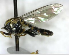 Toxomerus occidentalis