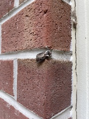 Agrotis venerabilis