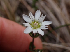 Gentiana douglasiana